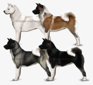 Bis- American Akita By Kique7 - American Akita Coat Colors