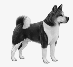 Akita - B&w - Akita