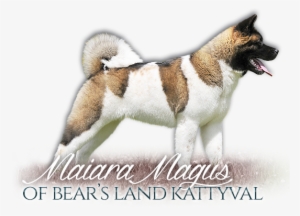 American Akita Banzai From Moule's Garden American - Vaiden