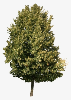 2d Trees - Cool Honey Locust Tree