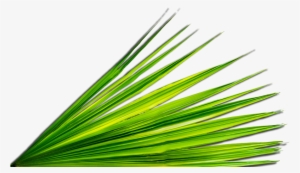 Original Size Is 800 × 456 Pixels - Palm Leaf Png