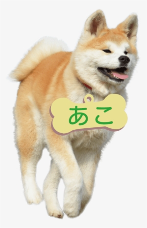 The  Details Are This - Akita Inu