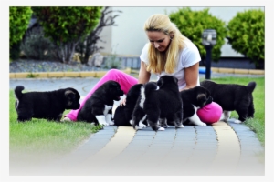 American Akita - Amartami Fci - Akita Amerykańska - American Akita