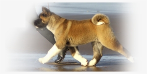 Shiba Inu
