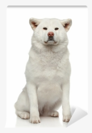 Akita Inu Dog On White Background Wall Mural • Pixers® - Dog