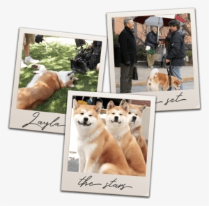 Hachi Animal Stars - Vicki Shigekuni Wong