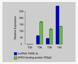 Qrt Pcr Amplification Of Lncrna Tare 4l And The Spe2 - Pardis Sabeti