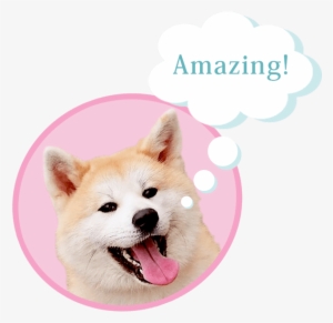 For The Master A Model - Dog Yawns