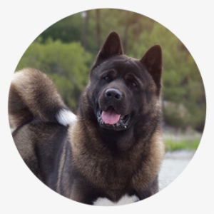 Malcolm The Akita - Akita