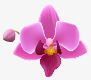 Orchid Flower Png
