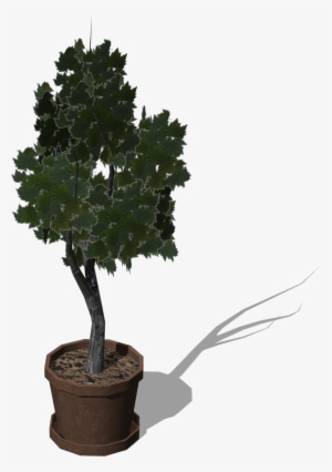 Pottedtree - Gambel Oak