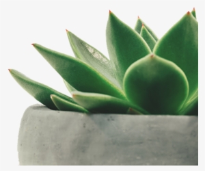 Plant, Juicy, Potted Plant
