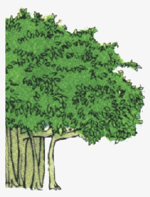 Do You Climb Trees Maybe You Love To Swing From Branch - Banyan Tree Clip Art