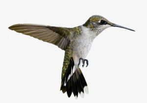 Nothing Left Out Of Sight - Colibrì Png