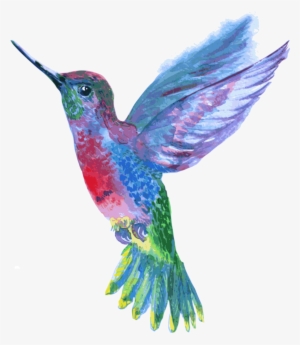 Hummingbird Drawing