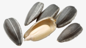 Sunflower Seeds Has Great Demand In Foreign Markets - Sunflower Seed Png