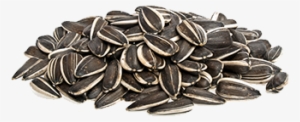 Sunflower Seeds Png - Sunflower Seeds Transparent Background