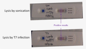 Pregnancy Tests Folding Solution - Positive Pregnancy Test Beta Hcg