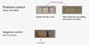 We Can Therefore Expect A Positive Test Result Using - Diagram