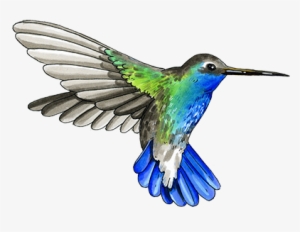 My Dad Roberto Started Our Coffee Growing Tradition - Rufous Hummingbird