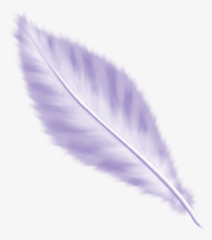 Plumes - Plumas Png Sin Fondo