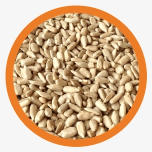 Sunflower Seeds Eli 2017 03 03t22