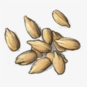 Sunflower Seed Kernels - Iris