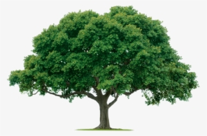 Ojai Trees - Pokonaj Depresję, Stres I Lęk: Czyli Terapia Poznawczo-behawioralna