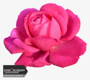 Pink Rose - Geburtstagskarte Jahreszahl B6 Mit Umschlag, 85