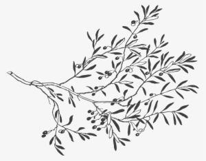 Drawn Leaf Free Vector - Olive Branch Drawing