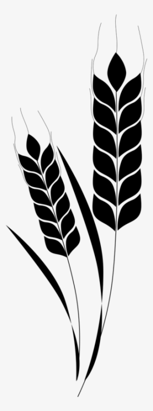 Espiga Trigo Png