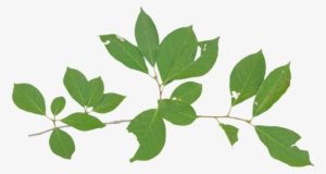 Buttonbush