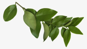 Afbeeldingsresultaat Voor Png Branch - Sergio Ramos