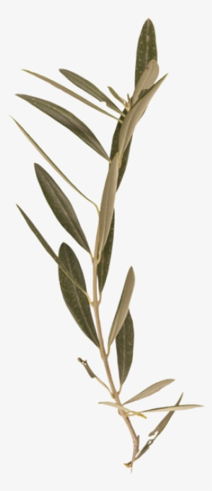 Bay Laurel