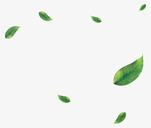 Nooncha Milk Tea - Erythroxylaceae