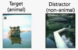 Example Of Target And Distractor (non-animal) Images - Art Of Shapeshifting