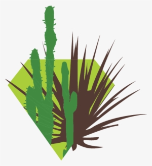 In This Zone, We Show How Desert Plants Have Adjusted - Illustration