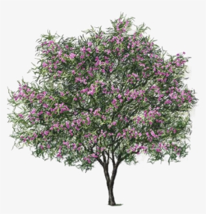 Desert Willow - Desert Willow Bubba