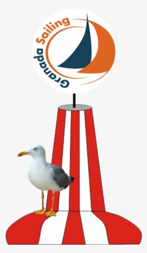 Ganas De Pasártelo Bien - European Herring Gull