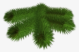 Pine Branch Transparent