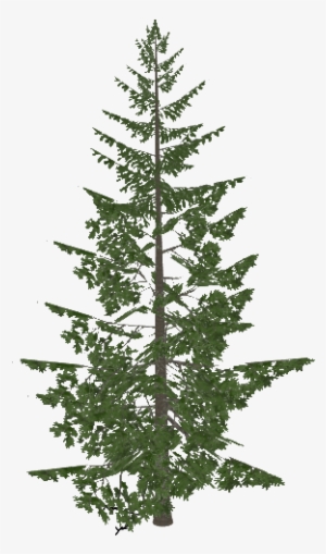 Fraser Fir - Thujopsis