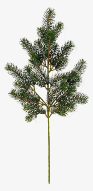 Fir Tree Free Png Image Download - Yoga Plant