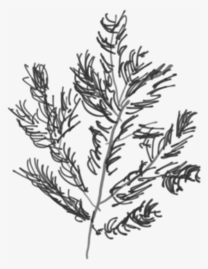 Douglass Fir Branch - Lavandula Dentata