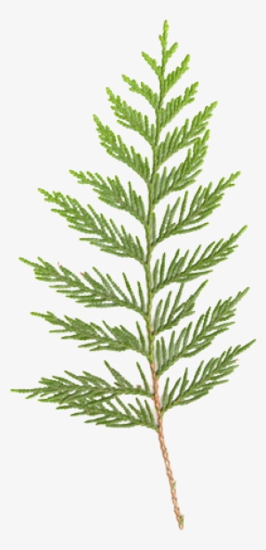 Cedar Branch - Western Red Cedar Botanical Drawings