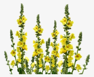 Cafepress ! Samsung Galaxy S8 Case