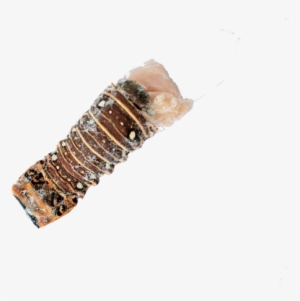 Frozen Cuban Lobster Tail - Lobster