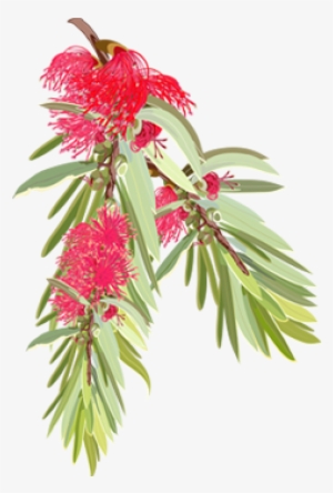 Who We Are - Australian Native Flowers