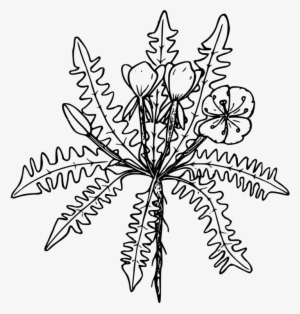 Common Evening-primrose Oil Capsule Stemless Evening - Common Evening-primrose