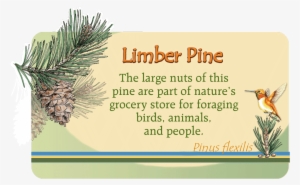 Image Of Plant Id Panel - Pond Pine