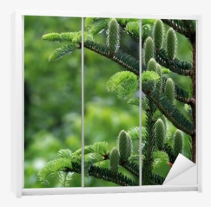 Wishing Plant